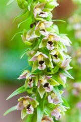 Orchidee - Breitbl&auml;ttriger St&auml;ndelwurz - Epipactis
helleborine
