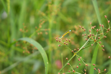 Close-up of dragonfly perched on a small tree branch in forests, gardens, green leaf background. Nature concept.