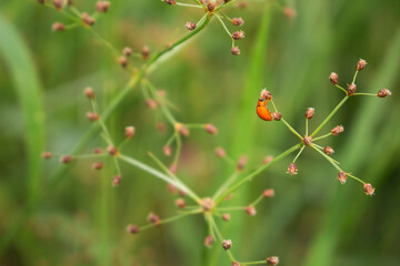 Close-up of Ladybug perched on a small tree branch in forests, gardens, green leaf background. Nature concept.