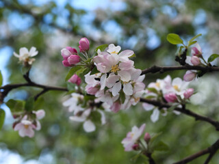 Spring flowers on apple-tree branches