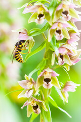 Orchidee - Breitblättriger Ständelwurz - Epipactis
helleborine