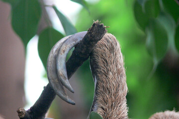 Claws of the sloth while hanging from the tree