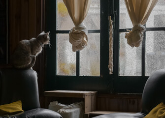 Gato en cuarentena mira por la ventana