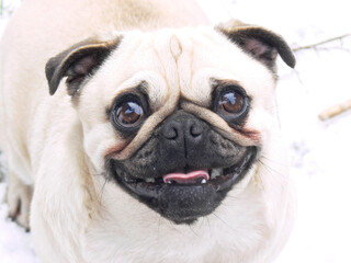 Obraz premium Laughing pug - portrait