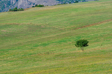 Beautiful panoramic view with alone tree in the field, Armenia
