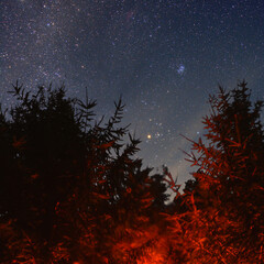 Tree branches and starry sky.Night sky background, Long exposure starry sky shot	