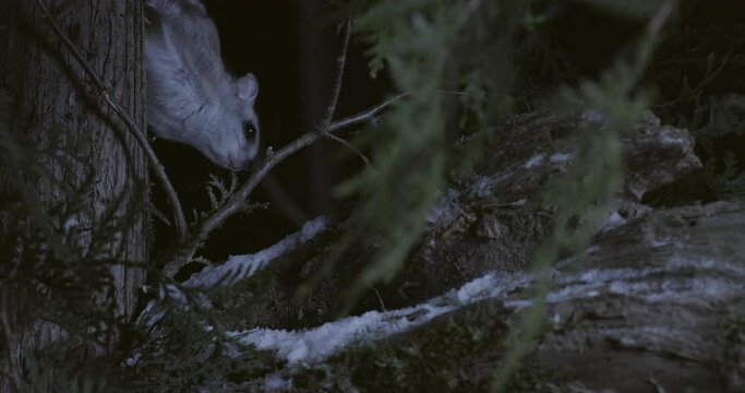 Southern flying squirrel running on tree, Maine, USA