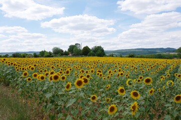 Obraz premium Field of sunflowers