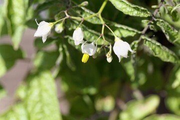 Flower of a pepino, Solanum caripense