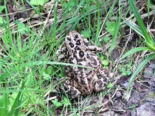 Toad hiding in the grass