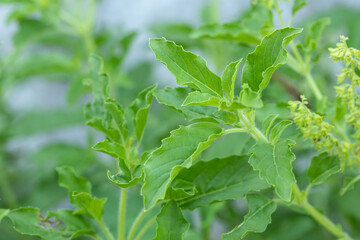 Fresh holy basil leaves on the Holy basil tree in the garden.