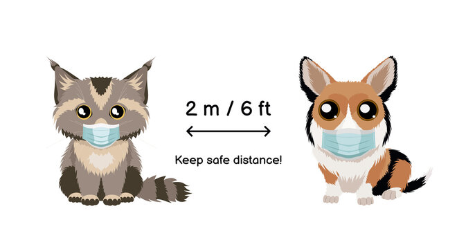 Keep safe distance two meters or six feets.  Coronavirus infection spreading prevention information sign with animals wearing protective face masks. Pembroke welsh corgi and maine coon kitten