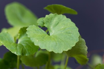 Leaf of an Indian pennywort, Hydrocotyle asiatica