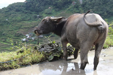 Buffalo with its legs in mud staring at the landscape