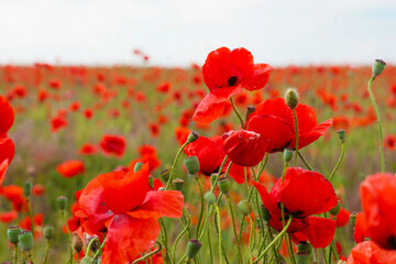 Blooming poppy field. Red poppy flower close up