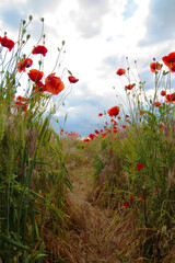 Blooming poppy field. Red poppy flower close up