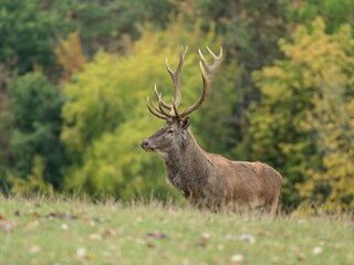 red deer stag profile in autumnal forest background
