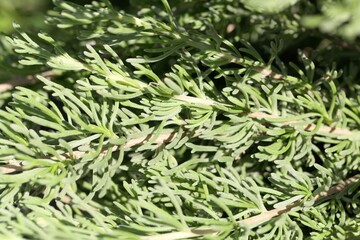 Leaves of the wormwood Artemisia caucasica