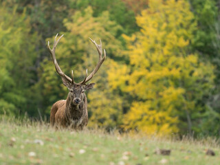 red deer stag profile in autumnal forest background