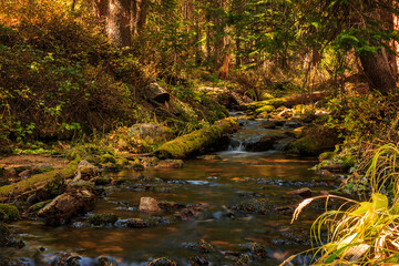 River in Forest