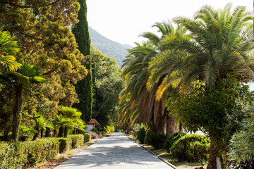 Beautiful green alley in a subtropical climate. Alley in the city of Gagra, Abkhazia.