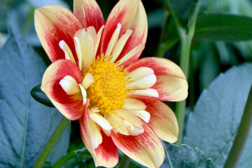 Yellow Pooh Dahlia 03