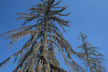 Dried up conifer in the summer of 2020 in times of global warming and climate change - Stockphoto