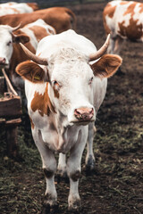 Cows on the form. Milk production. Household animals.