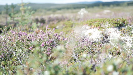 Obraz premium The natural background of the flower Heather. Small pink, purple flowers. Soft focus.