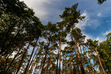 Looking up in a forest of tall pine trees in national park De Teut - Hoge Kempen (English: De Teut - Hoge Kempen) in Flanders region of Belgium 