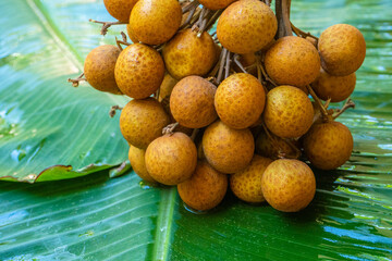 A bunch of longan branches on a background of green banana leaf. Vitamins, fruits, healthy foods