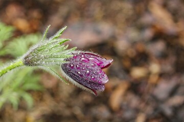 Blooming flower Pulsatilla with water drops