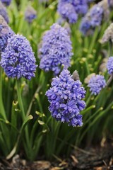 Fototapeta premium Small flowering spring blue plant