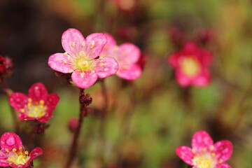 Fototapeta na wymiar Blooming dark pink Saxifraga x arendsii