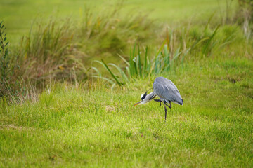 Grey Heron Scratching