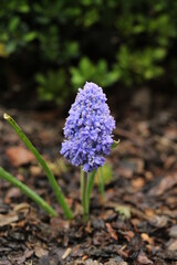 Small flowering spring blue plant