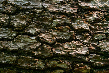 bark texture of old tree close up