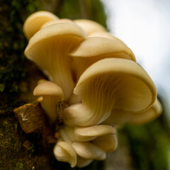 Phoenix Mushroom (Latin: Pleurotus pulmonarius) on a branch with a bokeh is a mushroom very similar to the pearl oyster, but with a few noticeable differences. The caps  are much paler and smaller