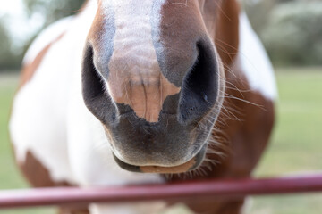 The horse muzzle is brown and white. Horse nose.