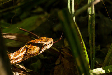 Poisonous snake(Gloydius saxatilis) searches for prey in the thickets of grass.