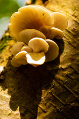 Oyster mushroom (Latin: Pleurotus ostreatus) is a common edible mushroom. It was first cultivated in Germany as a subsistence measure during World War I. Now it grows commercially around the world