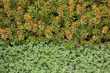 Sedum or stonecrops on green roof.