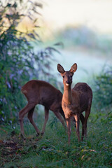 Roe Deers Watching and Grazing