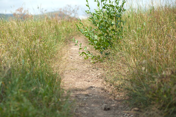 Obraz premium Grassy dirt road