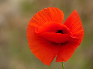 Obraz premium Field poppy (Papaver rhoeas) - common poppy red flower, Gdansk, Poland