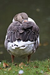 Sleeping gray white goose standing on grass from behind in front of a pond