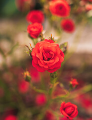 Bush of beautiful red roses in natural light.