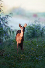 Roe Deer in Morning Light
