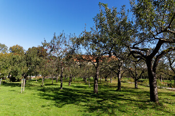 apple orchard in spring time