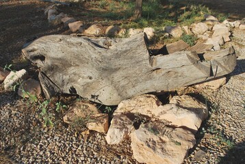 Tronco de árbol cortado